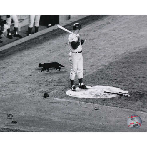 Ron Santo Chicago Cubs Famous Black Cat B&W Baseball 8x10 Photograph (PhotoFile) - (Lot of 18)